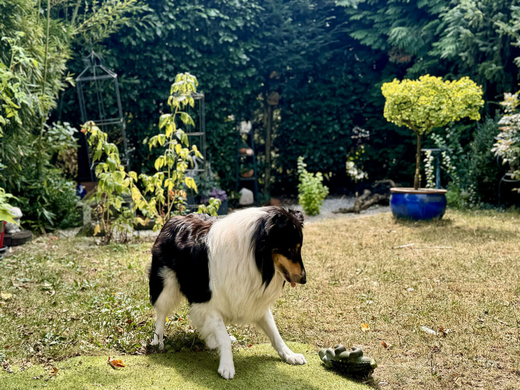 Hier hatte ich ein tolles Geschäftstreffen mit einem wunderbaren Eigentümer und dazu die Freude, mit dieser verspielten Hündin im Garten zu spielen! …